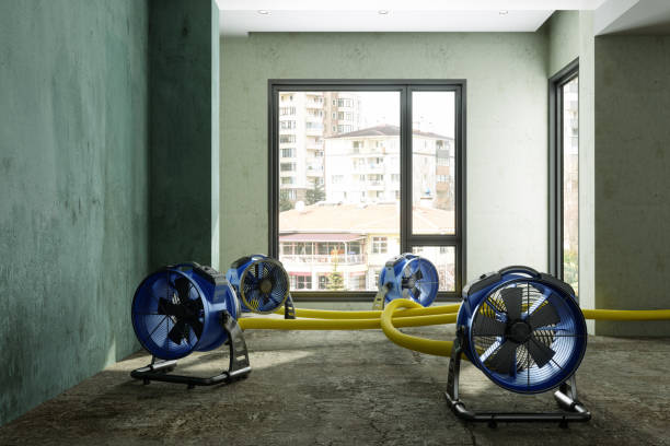 Best Mold removal after water damage  in Wharton, NJ